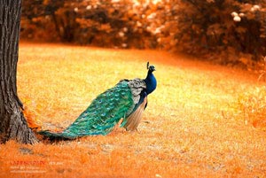 切尔西锋线暗流涌动：天才前锋与球队的“七年之痒”？